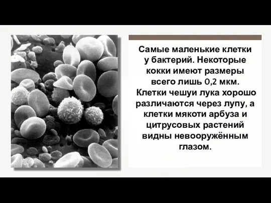 Самые маленькие клетки у бактерий. Некоторые кокки имеют размеры всего лишь 0,2