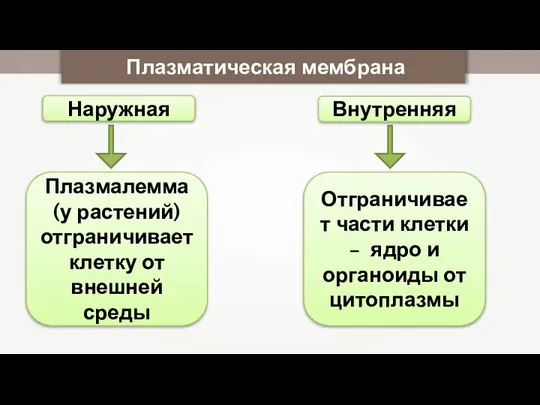 Плазматическая мембрана Наружная Внутренняя Плазмалемма (у растений) отграничивает клетку от внешней среды