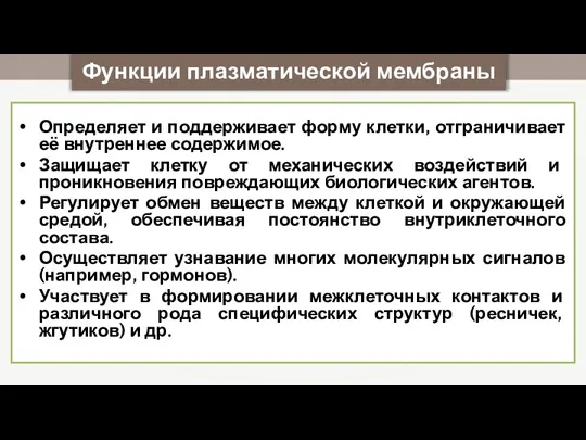 Функции плазматической мембраны Определяет и поддерживает форму клетки, отграничивает её внутреннее содержимое.