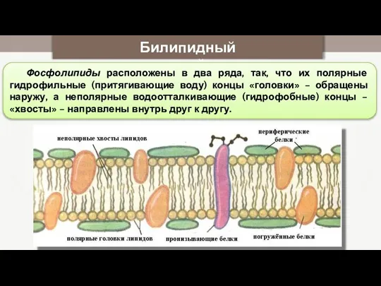 Билипидный слой Фосфолипиды расположены в два ряда, так, что их полярные гидрофильные