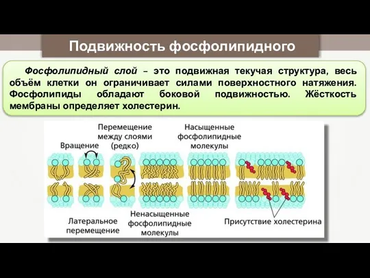 Подвижность фосфолипидного слоя Фосфолипидный слой – это подвижная текучая структура, весь объём