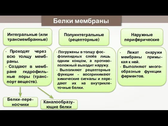 Белки мембраны Интегральные (или трансмембранные) Полуинтегральные (рецепторные) Наружные периферические Проходят через всю