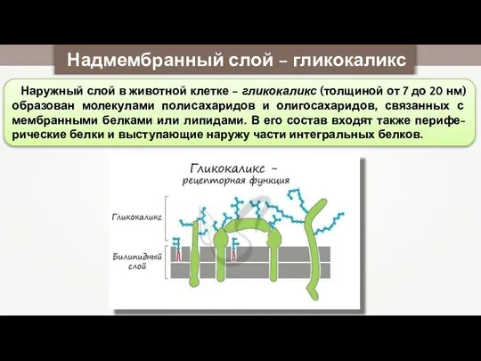 Надмембранный слой – гликокаликс Наружный слой в животной клетке – гликокаликс (толщиной