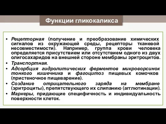 Функции гликокаликса Рецепторная (получение и преобразование химических сигналов из окружающей среды, рецепторы