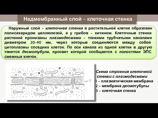 Надмембранный слой – клеточная стенка Наружный слой – клеточная стенка в растительной