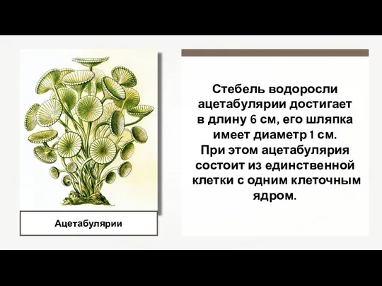 Ацетабулярии Стебель водоросли ацетабулярии достигает в длину 6 см, его шляпка имеет