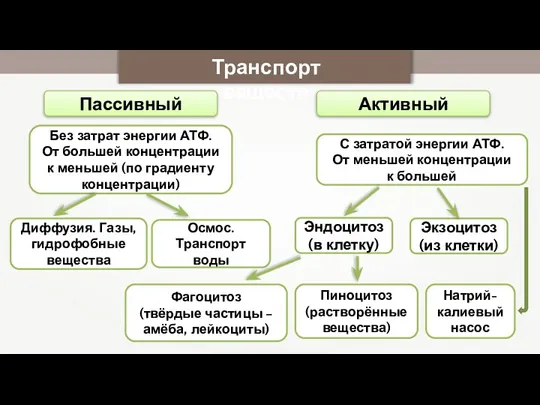 Транспорт веществ Пассивный Активный Без затрат энергии АТФ. От большей концентрации к