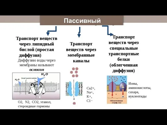 Пассивный транспорт