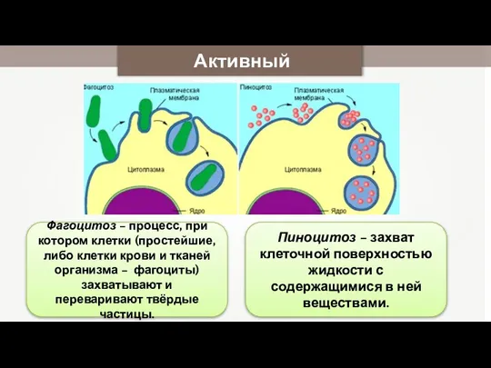 Активный транспорт Фагоцитоз – процесс, при котором клетки (простейшие, либо клетки крови