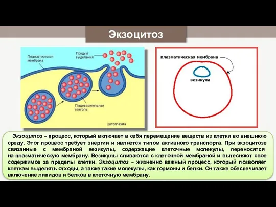 Экзоцитоз Экзоцитоз – процесс, который включает в себя перемещение веществ из клетки