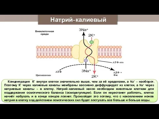 Натрий-калиевый насос Концентрация К+ внутри клетки значительно выше, чем за её пределами,