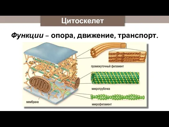 Цитоскелет Функции – опора, движение, транспорт.