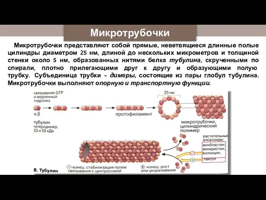 Микротрубочки Микротрубочки представляют собой прямые, неветвящиеся длинные полые цилиндры диаметром 25 нм,