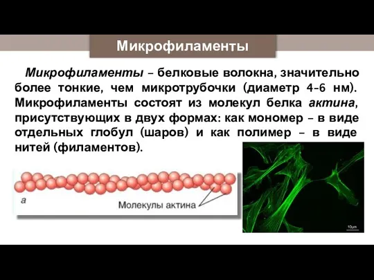 Микрофиламенты Микрофиламенты – белковые волокна, значительно более тонкие, чем микротрубочки (диаметр 4-6