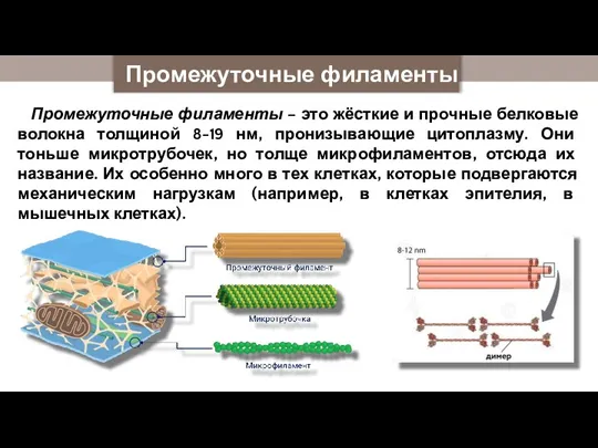 Промежуточные филаменты Промежуточные филаменты – это жёсткие и прочные белковые волокна толщиной