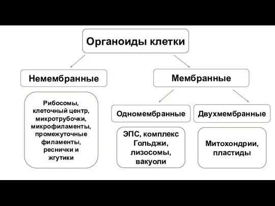 Цитоплазма Органоиды клетки Рибосомы, клеточный центр, микротрубочки, микрофиламенты, промежуточные филаменты, реснички и