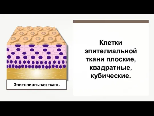 Эпителиальная ткань Клетки эпителиальной ткани плоские, квадратные, кубические.