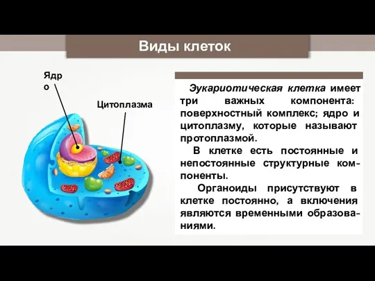 Виды клеток Эукариотическая клетка имеет три важных компонента: поверхностный комплекс; ядро и