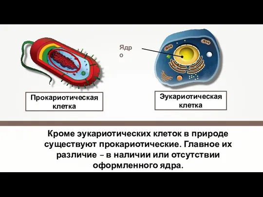 Кроме эукариотических клеток в природе существуют прокариотические. Главное их различие – в