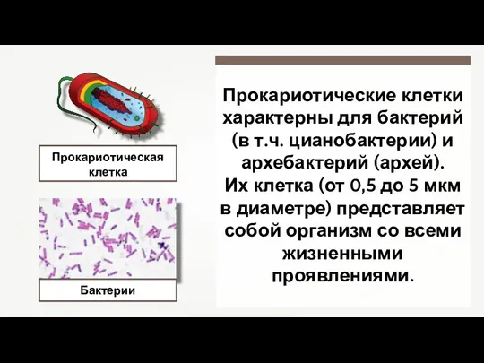 Прокариотические клетки характерны для бактерий (в т.ч. цианобактерии) и архебактерий (архей). Их