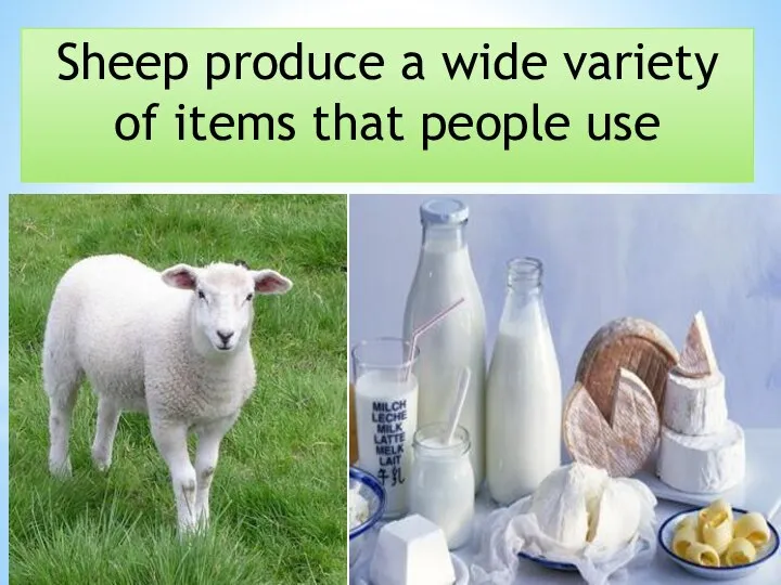 Sheep produce a wide variety of items that people use