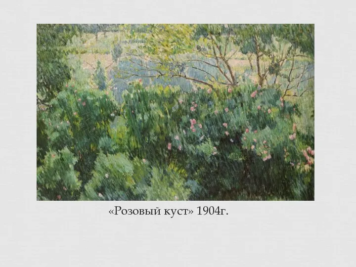 «Розовый куст» 1904г.