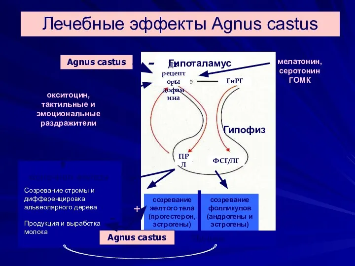 Лечебные эффекты Agnus castus Гипофиз молочная железа Созревание стромы и дифференцировка альвеолярного