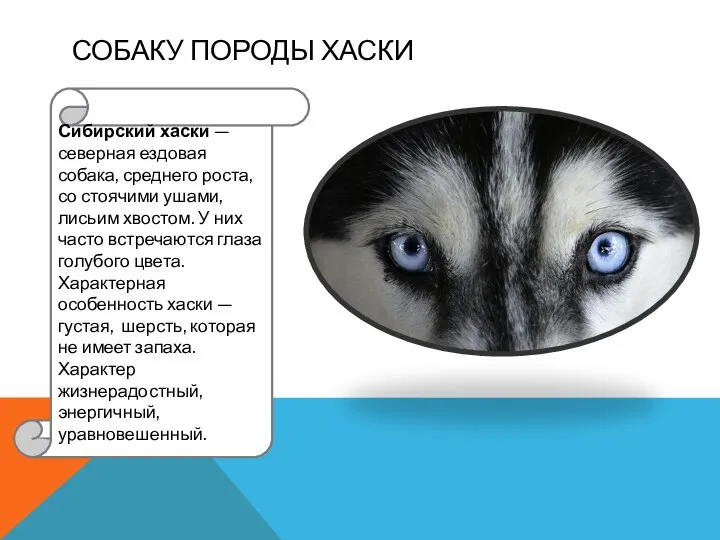 СОБАКУ ПОРОДЫ ХАСКИ Сибирский хаски — северная ездовая собака, среднего роста, со