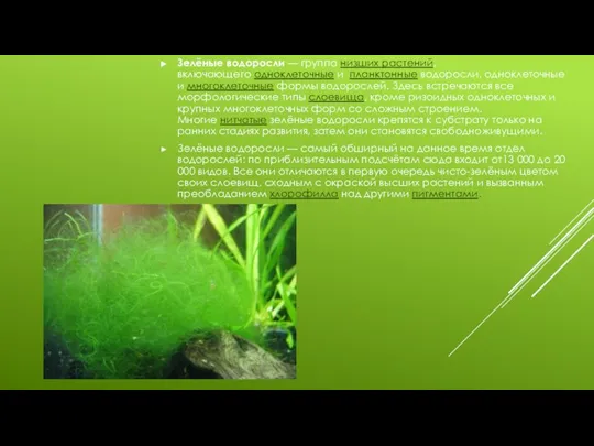 Зелёные водоросли — группа низших растений, включающего одноклеточные и планктонные водоросли, одноклеточные