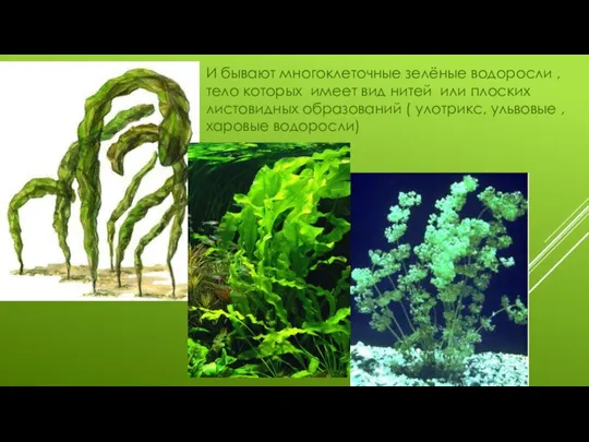И бывают многоклеточные зелёные водоросли , тело которых имеет вид нитей или