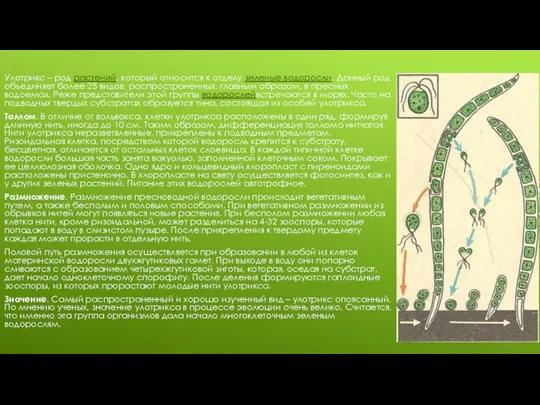 Улотрикс – род растений, который относится к отделу зеленые водоросли. Данный род