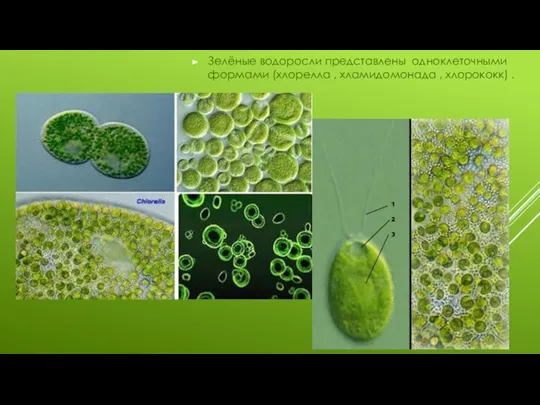 Зелёные водоросли представлены одноклеточными формами (хлорелла , хламидомонада , хлорококк) .