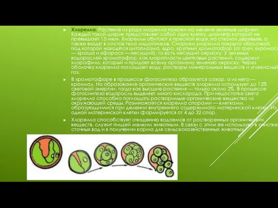 Хлорелла. Растения из рода хлорелла похожи на мелкие зеленые шарики. Каждый такой