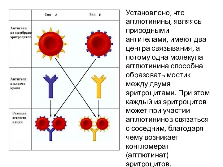 Установлено, что агглютинины, являясь природными антителами, имеют два центра связывания, а потому