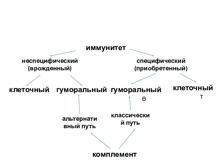 иммунитет неспецифический (врожденный) специфический (приобретенный) клеточный гуморальный гуморальный клеточный комплемент альтернативный путь классический путь В Т