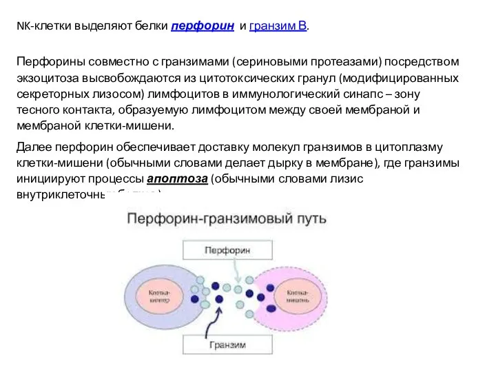 NK-клетки выделяют белки перфорин и гранзим В. Перфорины совместно с гранзимами (сериновыми