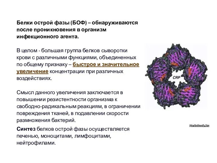 Белки острой фазы (БОФ) – обнаруживаются после проникновения в организм инфекционного агента.