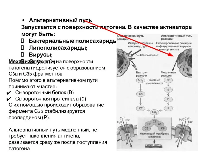 Альтернативный путь Запускается с поверхности патогена. В качестве активатора могут быть: Бактериальные