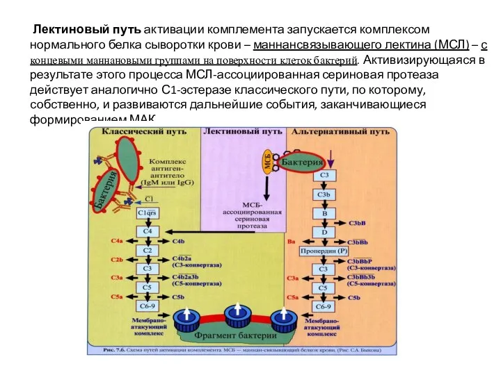 Лектиновый путь активации комплемента запускается комплексом нормального белка сыворотки крови – маннансвязывающего