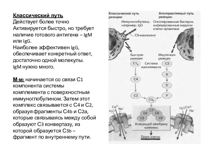 Классический путь Действует более точно Активируется быстро, но требует наличие готового антигена