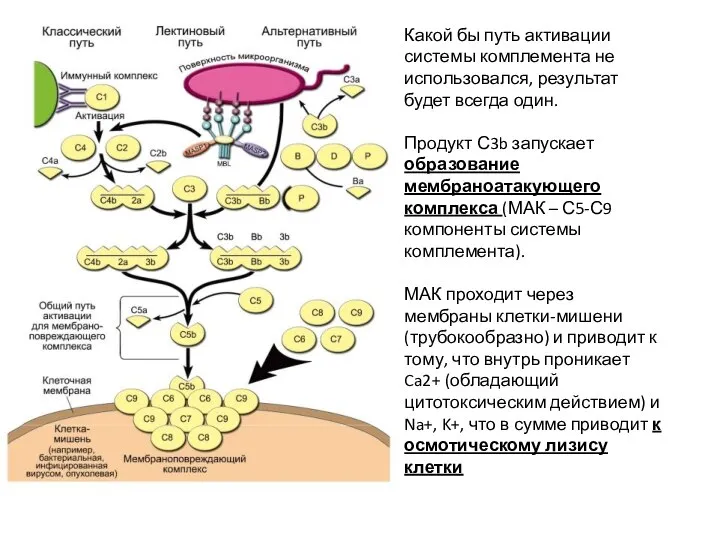 Какой бы путь активации системы комплемента не использовался, результат будет всегда один.