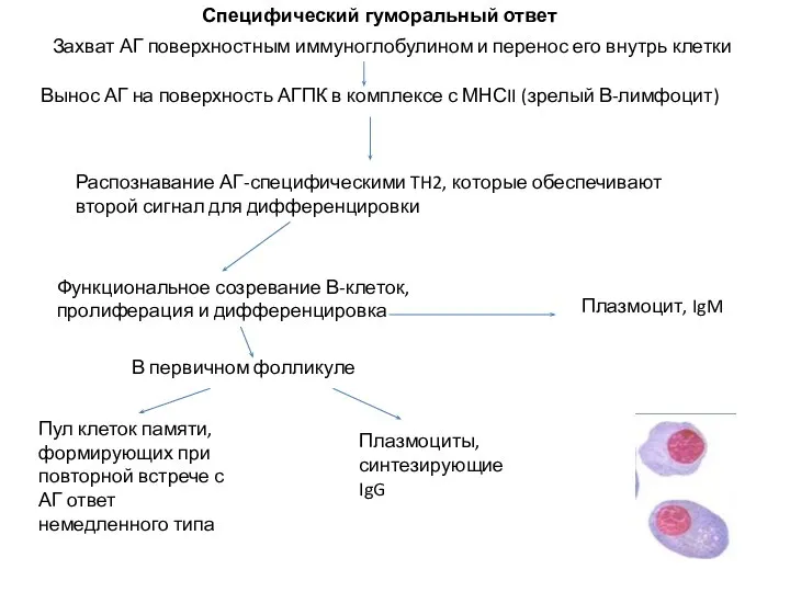 Захват АГ поверхностным иммуноглобулином и перенос его внутрь клетки Вынос АГ на