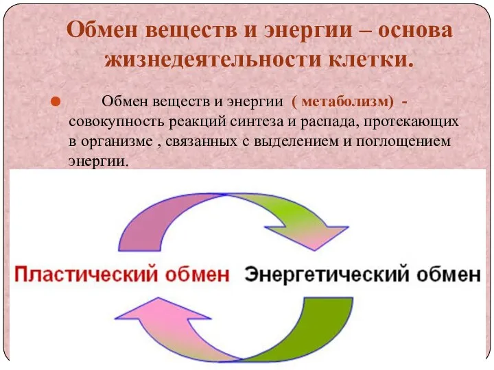 Обмен веществ и энергии – основа жизнедеятельности клетки. Обмен веществ и энергии