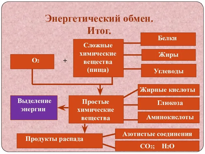 Энергетический обмен. Итог. О2 + Сложные химические вещества (пища) Белки Жиры Углеводы