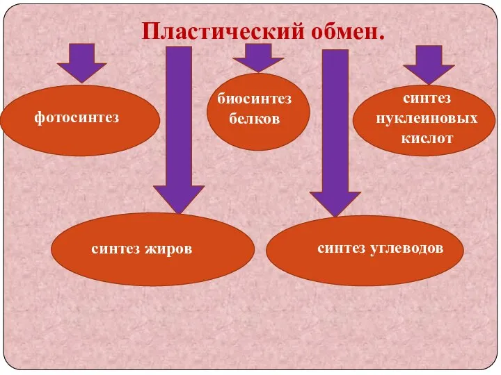 Пластический обмен. фотосинтез биосинтез белков синтез нуклеиновых кислот синтез жиров синтез углеводов