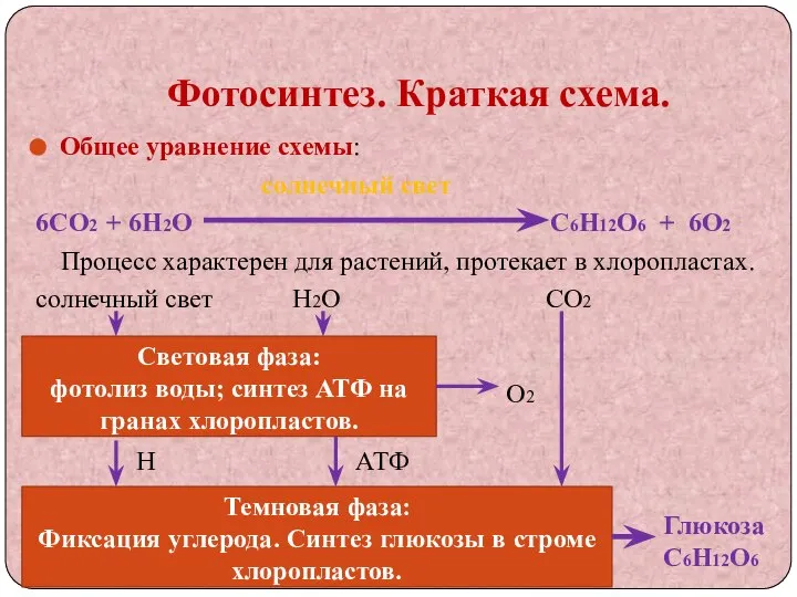 Фотосинтез. Краткая схема. Общее уравнение схемы: солнечный свет 6СО2 + 6Н2О С6Н12О6