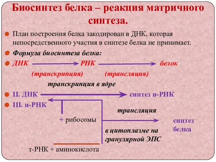 Биосинтез белка – реакция матричного синтеза. План построения белка закодирован в ДНК,