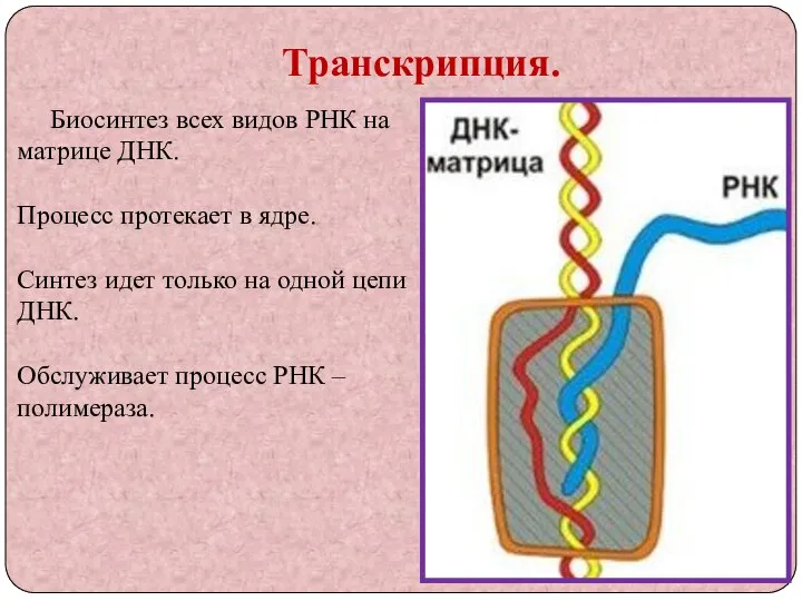 Транскрипция. Биосинтез всех видов РНК на матрице ДНК. Процесс протекает в ядре.