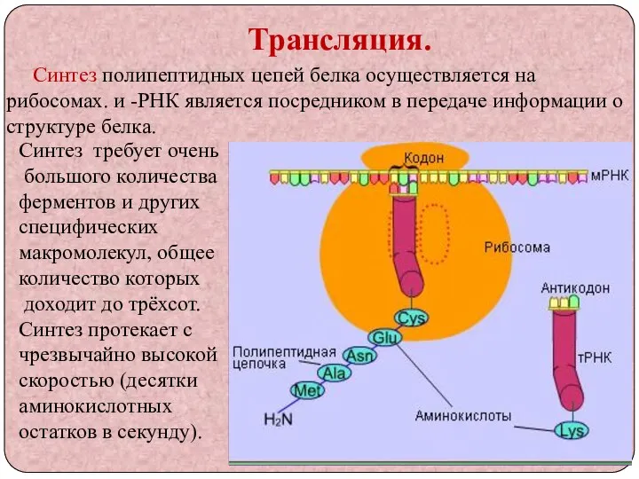 Трансляция. Синтез полипептидных цепей белка осуществляется на рибосомах. и -РНК является посредником