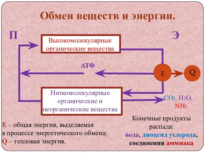 Обмен веществ и энергии. П Э АТФ Высокомолекулярные органические вещества н Низкомолекулярные